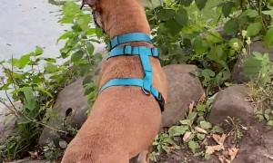 Dog Confuses Floating Stick for Snake