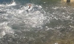 Dog Has A Field Day Swimming with School of Fish