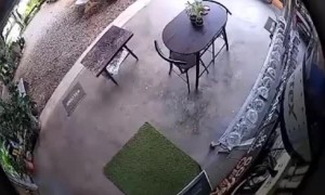 Snake Startles Person on Patio
