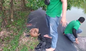 Exhausted Dog Saved From Drowning