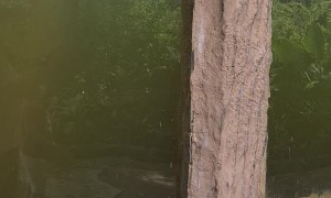 Otter Plays with Butterfly