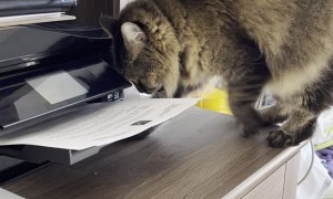 Printing Paper Keeps Kitty Occupied