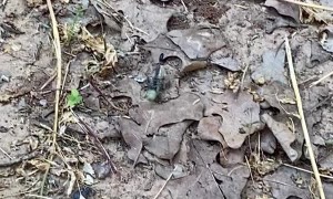 Wasp Drags Caterpillar Into Hidden Hole