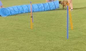 Royal the Doggo Without Training Competes in Doggy Olympics