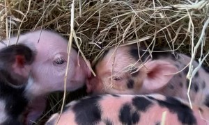 Day Old Piglets Cuddle and Kiss