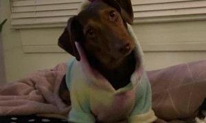 Oz the Mini Dachshund and his Magic Pom Pom
