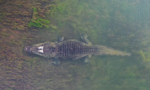 Saltwater Crocodile Slowly Disappears