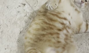 Fish the Cat Swings in Favorite Fighting Stance