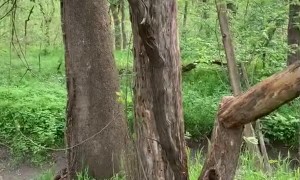 Shoulder Checking A Dead Tree To the Ground