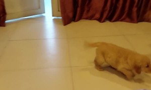 Golden Reaction to New Puppy