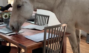 Amerigo the Porch Unicorn Hanging Out Inside with Family