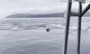 150 Dolphins Charge Past Boat Fleeing Orca Hunt