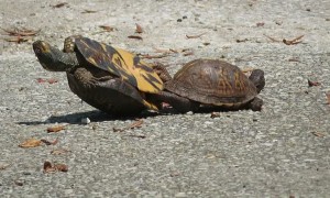 Mating Turtle Ends up on His Back