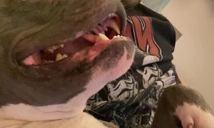 Needy Dog Whines for Kisses