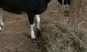 Tater the La Mancha Goat Loving Her New Brush
