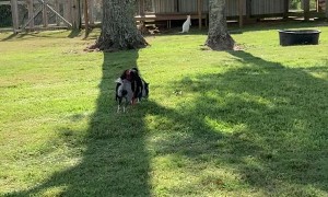 Primate's Piggy Rodeo