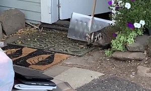 Removing a Badger from the Woodshed Using a Shovel
