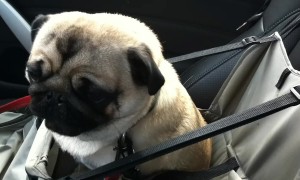 Dog Loses It After Realizing He's At Pet Store
