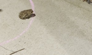 Chalk Circle Keeps Toad Contained