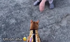 Angry cat lets stranger know her cat isn't welcome