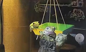 Frog Swing Goes Spinning