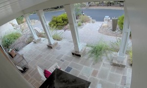 Hidden Mountain Lion Watches Runner