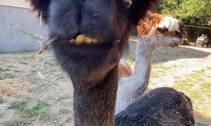 Chat With Articulate Alpaca