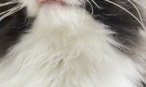 Back Scratching Makes Cat Mlem