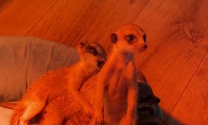 Conga Line of Cuddling Meerkats