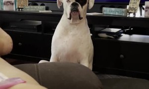 Tired Dog Gets Tiny Bit Judgmental