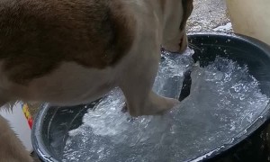 Paco Makes A Splash