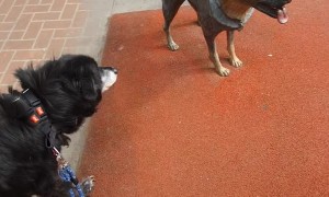 Statue Makes Dog Suspicious