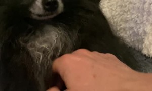 Pomeranian Waves for Pats