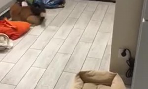 Cat Loves Playing in Black Plastic Bags