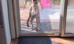 Jumping Boxer Hops High