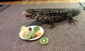 Winston the Tegu Eating Fruit