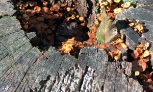 Large Toad Stuck in Rotting Log with Orange Mushrooms