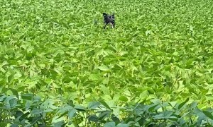 Border Collie Bounds Through Tall Crops