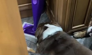 Pack of Bulldogs Waiting for Mom to get out of the Shower