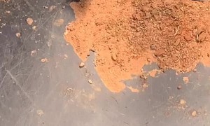 Field Mouse With a Bunch of Babies