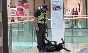 Working Dog Takes a Play Break