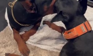 Clingy Dog Like to Hold Onto Friend