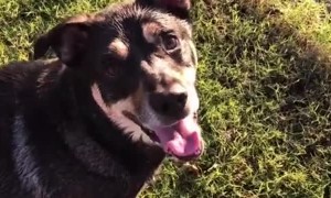 The Journey of a Lost Ball Between Man and Dog