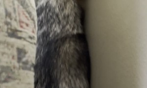 Siberian Husky Does Somersault in Tight Space