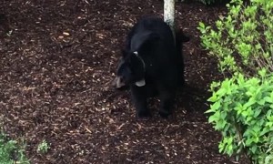 Three Little Bears Visit Carolina Courtyard