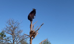 Bear Cubs Play King of the Tree