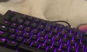 Rescue Cat Won't Let Dad Game