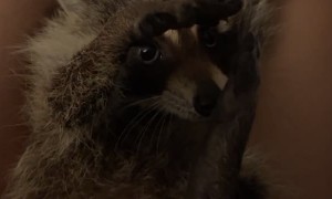 Human Hand Keeps Rescued Raccoon Happy