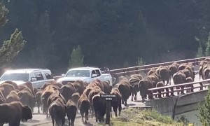 Bison Stampede Across Yellowstone Bridge