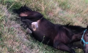 Lazy Horse Just Wants to Lie Down